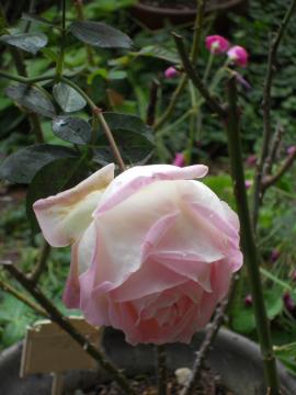 �v�����Z�X�h�D���i�R