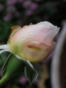 �w���e�[�W�̂ڂ�