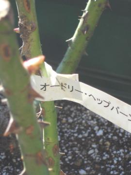 �w�b�v�o�[���̐V��