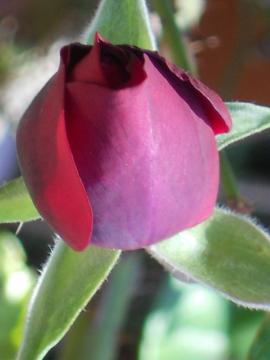 ���C14���̂ڂ�