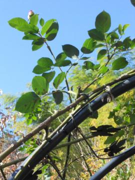 �A�Y�r�X�̂ڂ�