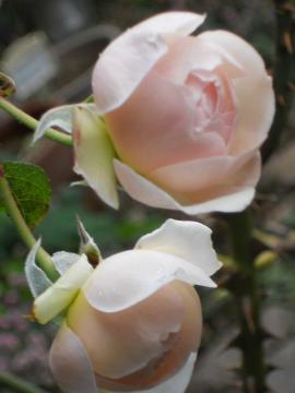 �w���e�[�W