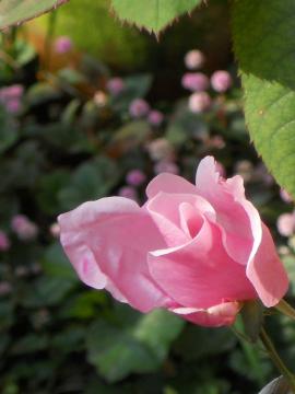 �f���f�B�x�X�J��