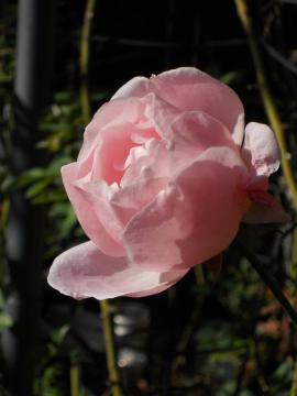 �N�C�[���G���U�x�X