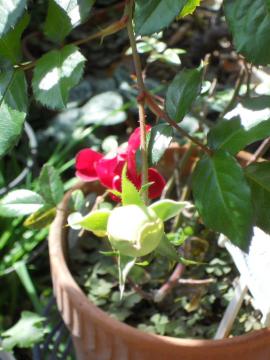 �`���C�R�t�X�L�[�̂ڂ�