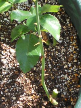 ���n���V���g���E�X�̑}����