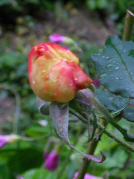 �t�����C�e�̂ڂ�