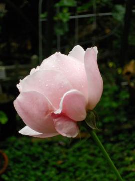 �G���U�x�X�̉���