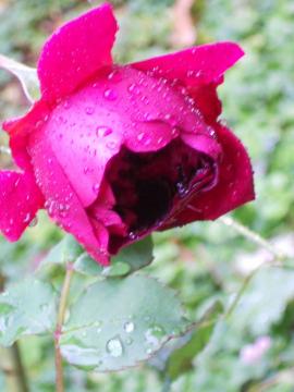 �E�B���A���V�F�[�N�X�s�A2000