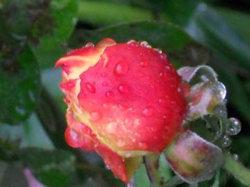 �t�����C�e