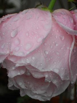 ���ʂ���̃G���U�x�X