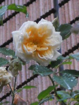 �X�e���O���C