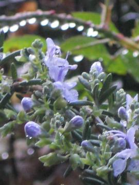 ���[�Y�}���[