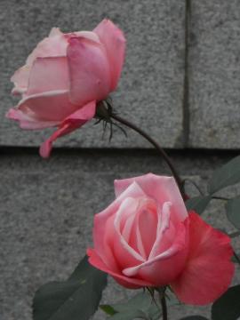 �A�������k�S�W���[��