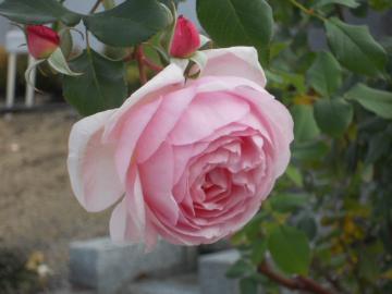 �w���e�[�W