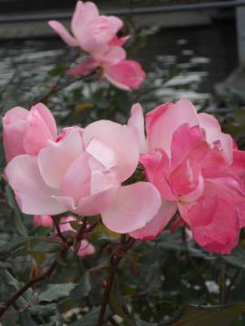 �s���N�m�b�N�A�E�g