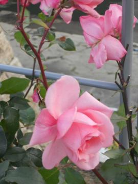 �v�����Z�X�A�C�R