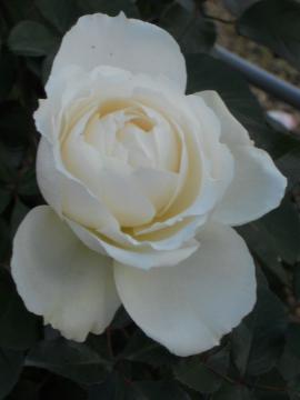 �v�����Z�X�I�u�E�F�[���Y