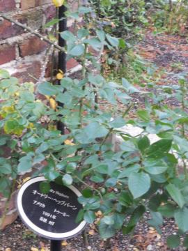 �I�[�h���[�w�b�v�o�[��