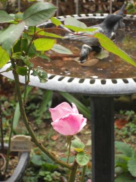 �f���f�B�x�X