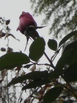 ��o���A�Y�r�X