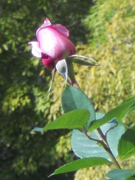 �A�Y�r�X�A�b�v�I