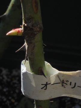 �w�b�v�o�[���̐V��