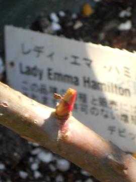 �n�~���g���̐V��