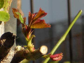 �����T�[���̙���