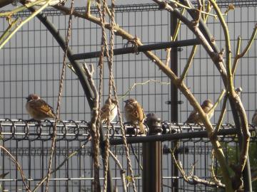 �X�Y�������̓����ڂ���