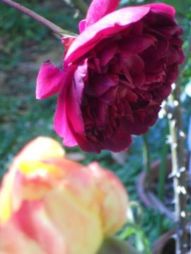 �E�B���A���V�F�[�N�X�s�A2000