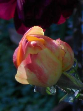 �t�����C�e