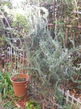 ���[�Y�}���[