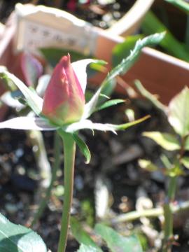 �}�`���_�̂ڂ�