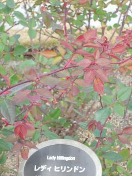 ���f�B�q�����h��