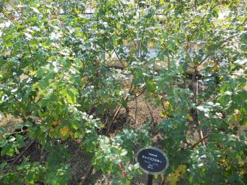 �`���C�R�t�X�L�[