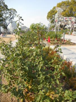 �t�͂����܂܂̙���