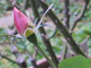 �}�`���_�̂ڂ�