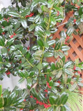 �N���X�}�X�z�[���[