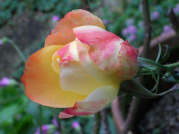 �t�����C�e