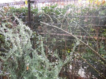 �u���[���[���̗U��