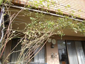 �X�e���O���C