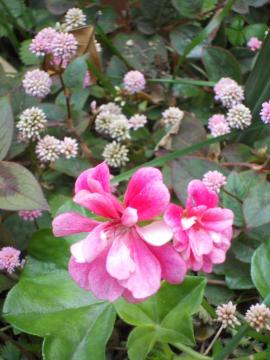 �[���j�E���ƃq���c���\�o