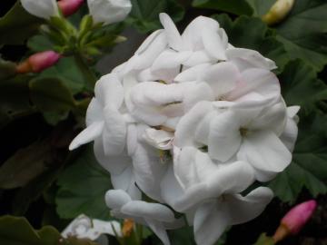 �[���j�E���E��