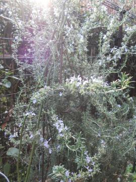 ���[�Y�}���[