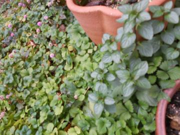 �y�p�[�~���g�ƃ��C���h�X�g���x���[