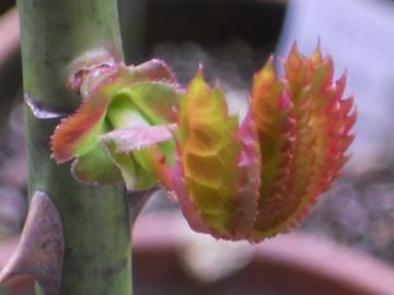 �}���A�J���X�̐V��