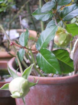 �`���C�R�t�X�L�[�̂ڂ�