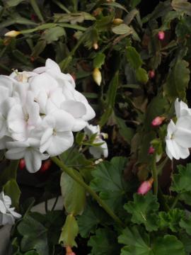 �V���R�o�T�{�e���ƃ[���j�E��