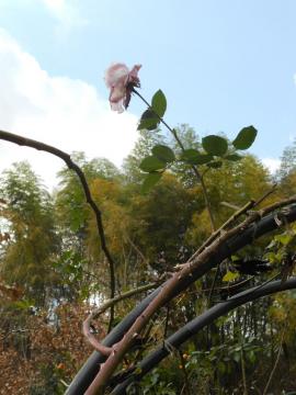 ��A�[�`�̏��